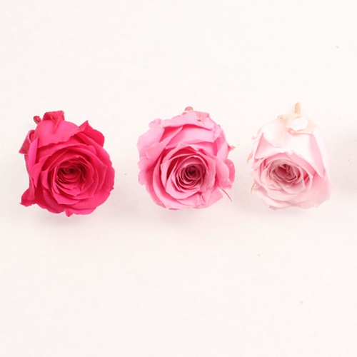 로즈 이즈미 -핑크믹스, Rose Izumi
