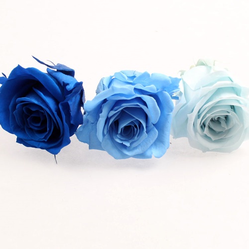 로즈 이즈미 - 블루 믹스, Rose Izumi