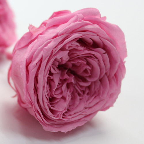 프리저브드 로즈 테마리 - 프린세스 핑크 / Preserved Rose Temari - Princess Pink