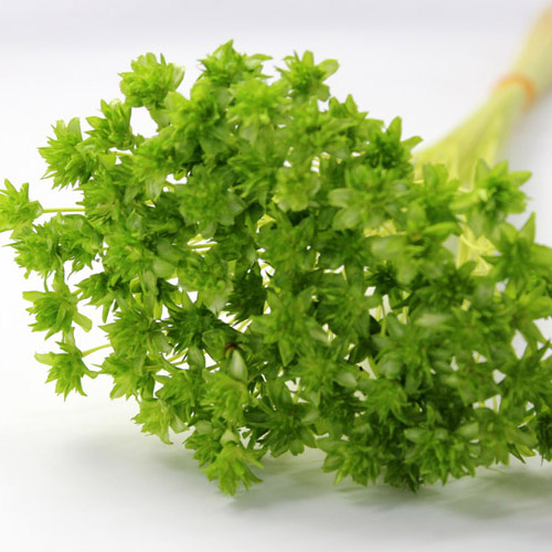 미니 콘플라워 그린 / Preserved Mini Cone Flower - Green