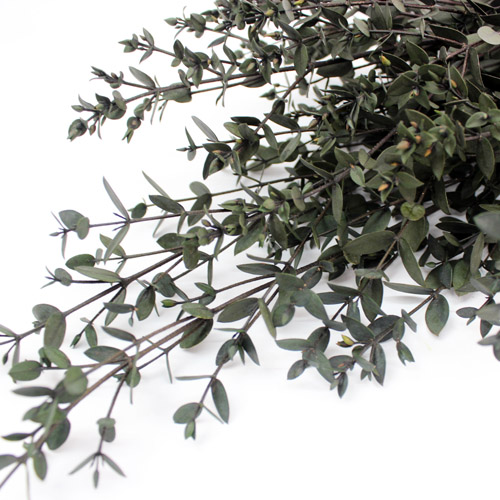 유칼립투스 파르비폴리아 그린 I - EUC - Parifolia preserved green