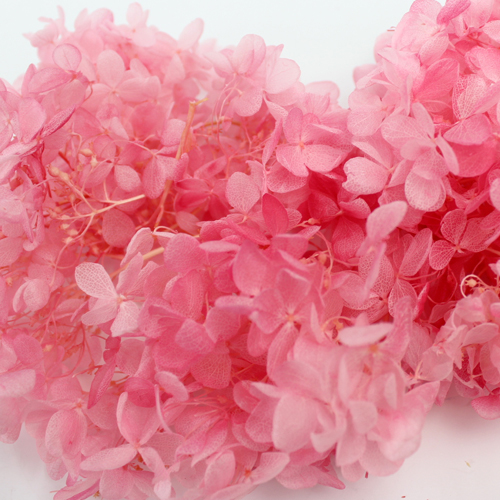 피지 수국 Peegee Hydrangea - 핑크 로즈