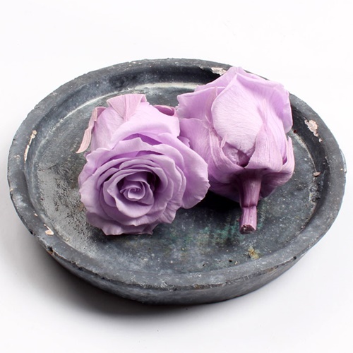 로즈캐논 M 스위트라일락, Rose Canon M - Sweet Lilac/프리저브드플라워, 시들지않는장미, 오래가는꽃, 인테리어꽃,꽃배달