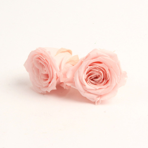 로즈 비비안 - 브라이덜 핑크 (24송이)