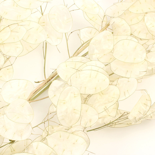 루나리아 화이트/Lunaria white