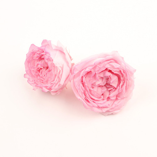 rose julieta hanairo 로즈 줄리에타 - 핑크&amp;로즈