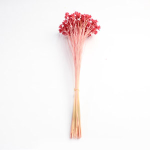 미니 콘플라워 후랑보아즈 / Preserved Mini Cone Flower - Franboise