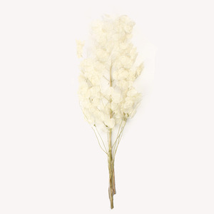 루나리아 화이트/Lunaria white