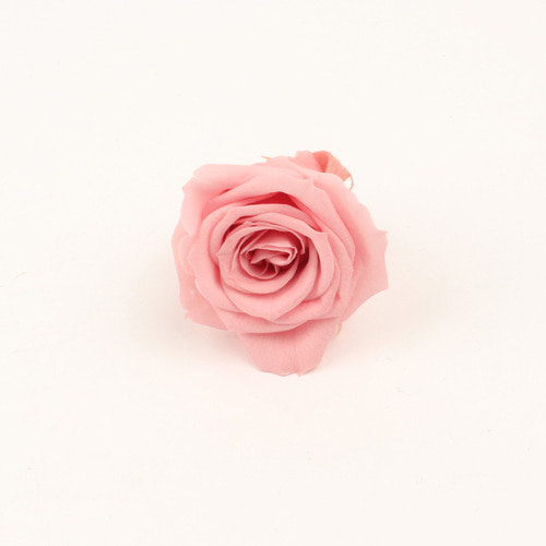로즈 이즈미 - 바닐라 핑크