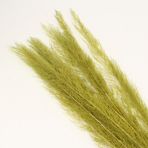피코크그라스 Peacock Grass -그린