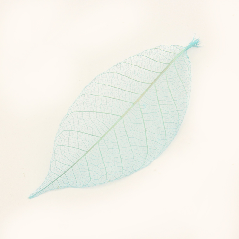 스켈레톤잎 스몰사이즈 Mini Skeleton Leaf Small - 블루