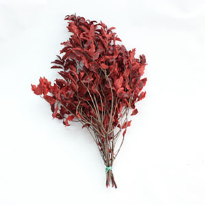 피토스프럼 루즈 V - tenuifolium rouge