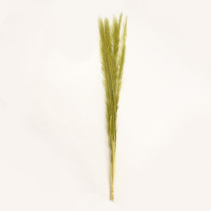 피코크그라스 Peacock Grass -그린